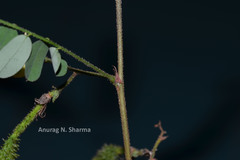 Ormocarpum cochinchinense